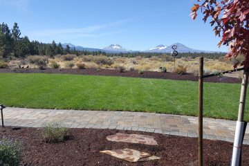 Lawns and Sod